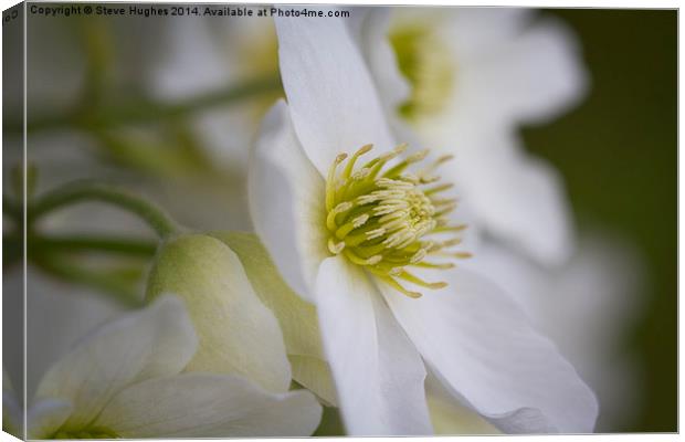 Clematis Marmoraria flowers Canvas Print by Steve Hughes