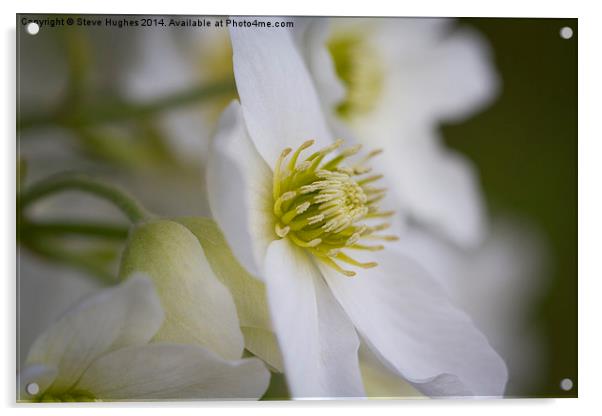Clematis Marmoraria flowers Acrylic by Steve Hughes