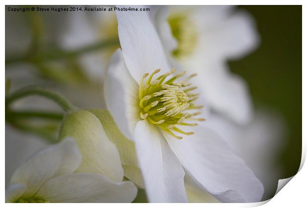 Clematis Marmoraria flowers Print by Steve Hughes