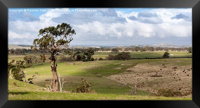 Australian landscape, Kilmore Framed Print by Pauline Tims