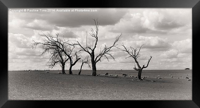 Rustic Rural scene , Kilmore, australia Framed Print by Pauline Tims