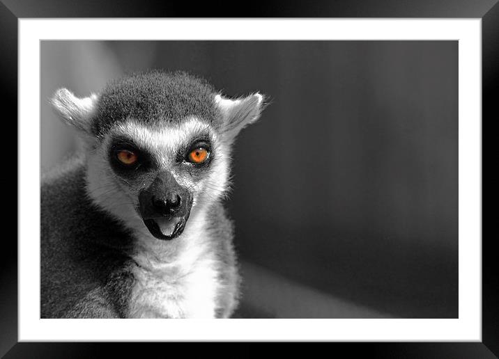 Ring-tailed lemur Framed Mounted Print by Doug McRae