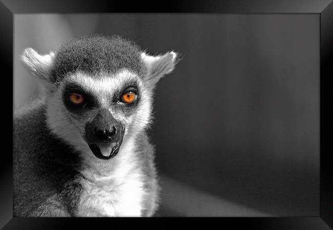 Ring-tailed lemur Framed Print by Doug McRae