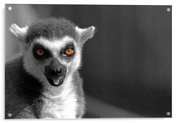Ring-tailed lemur Acrylic by Doug McRae