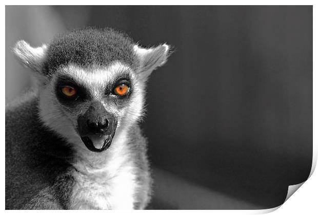 Ring-tailed lemur Print by Doug McRae