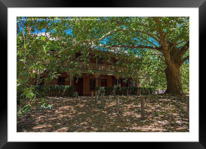 The Plane Tree, Nagambie, Victoria Framed Mounted Print by Pauline Tims