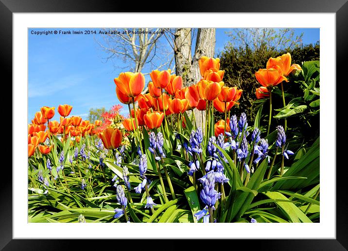 Tulips and Bluebells in Spring Framed Mounted Print by Frank Irwin
