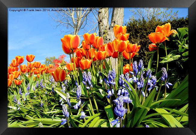 Tulips and Bluebells in Spring Framed Print by Frank Irwin