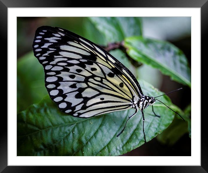 Great Wood Nymph Butterfly Framed Mounted Print by Andy McGarry