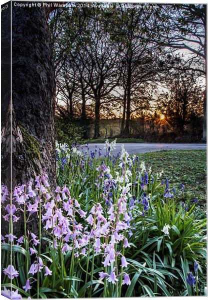 Sunset over Bluebells Canvas Print by Phil Wareham
