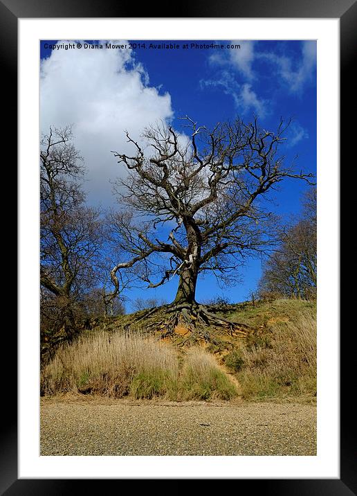 Tree on the Orwell Framed Mounted Print by Diana Mower