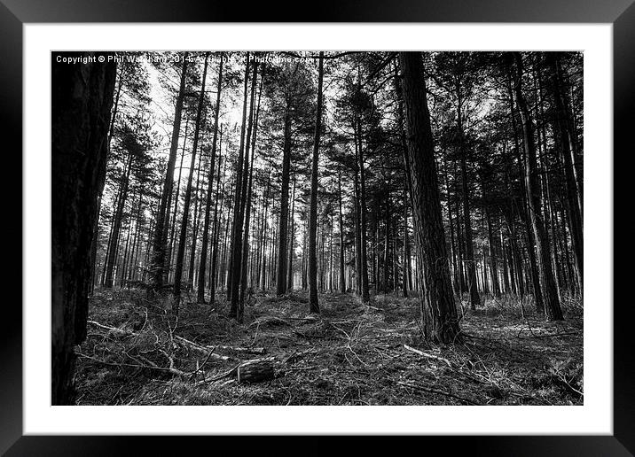 Black and White Woodland Framed Mounted Print by Phil Wareham