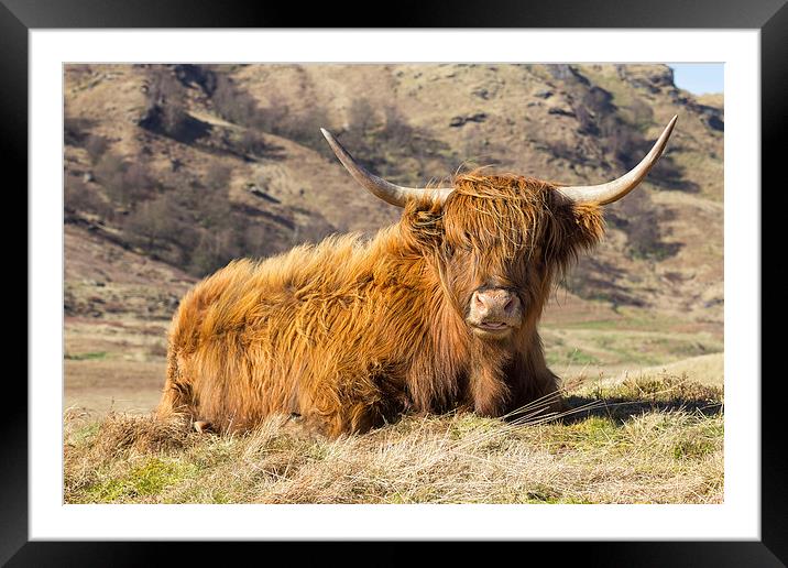 Highland Cow Scotland Framed Mounted Print by Paul Messenger