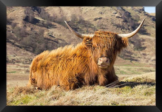 Highland Cow Scotland Framed Print by Paul Messenger