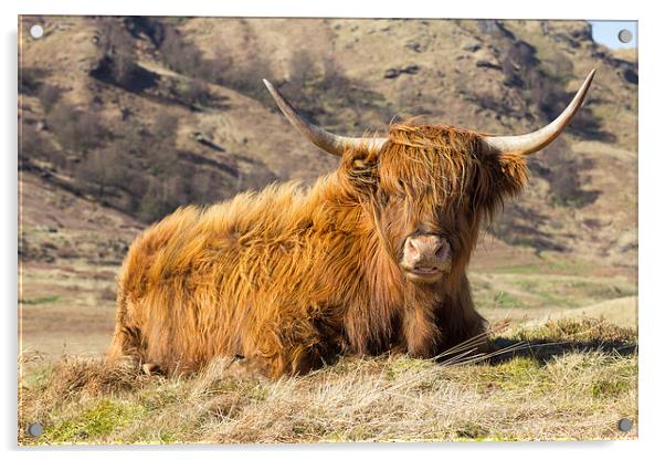 Highland Cow Scotland Acrylic by Paul Messenger