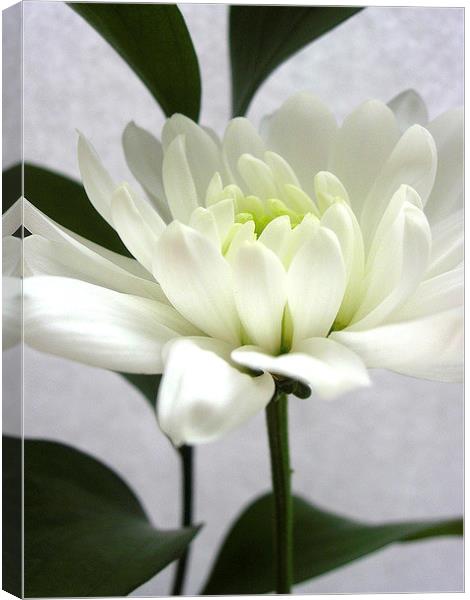White Flower Canvas Print by james richmond