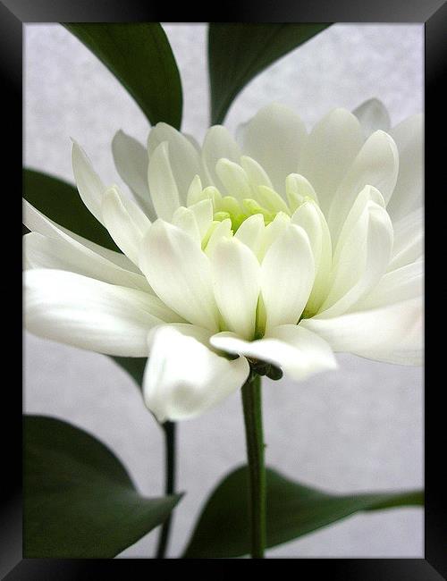 White Flower Framed Print by james richmond