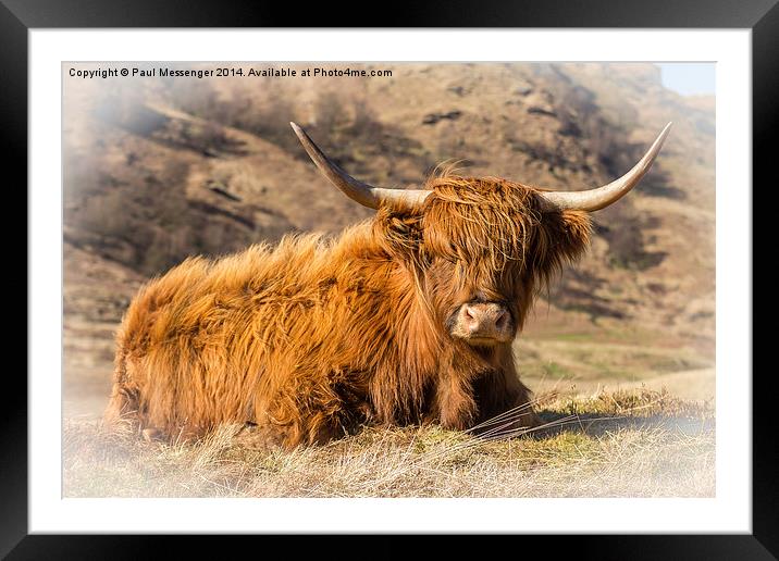 Highland cow scotland Framed Mounted Print by Paul Messenger