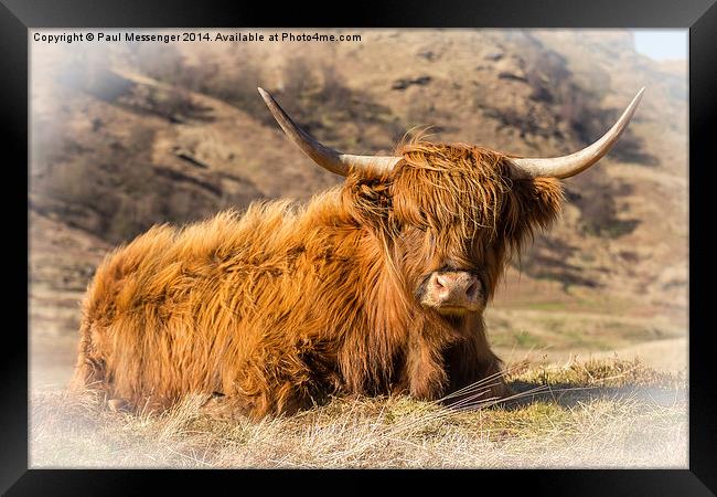 Highland cow scotland Framed Print by Paul Messenger