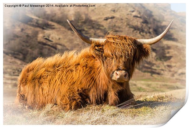 Highland cow scotland Print by Paul Messenger