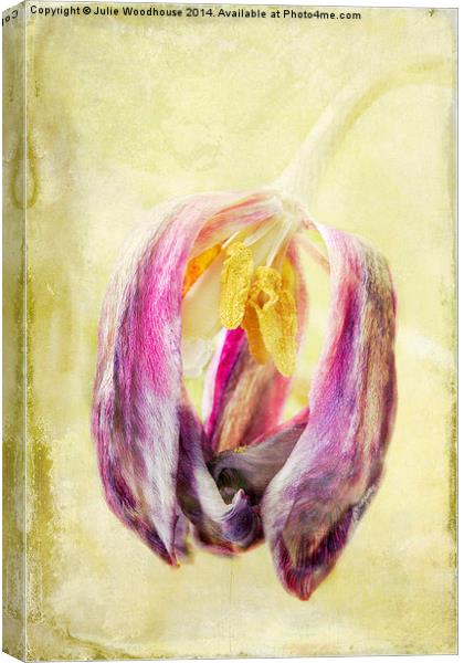 Faded Tulip Canvas Print by Julie Woodhouse