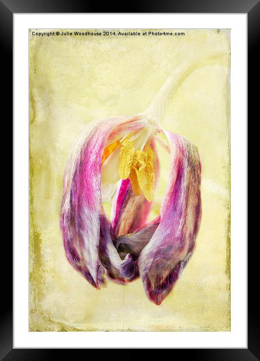 Faded Tulip Framed Mounted Print by Julie Woodhouse