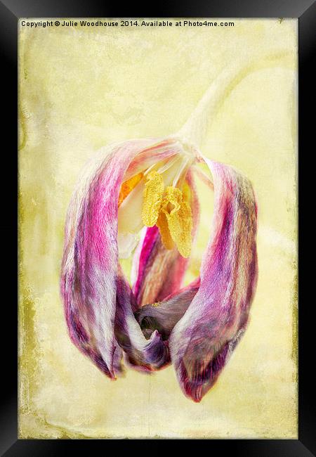 Faded Tulip Framed Print by Julie Woodhouse