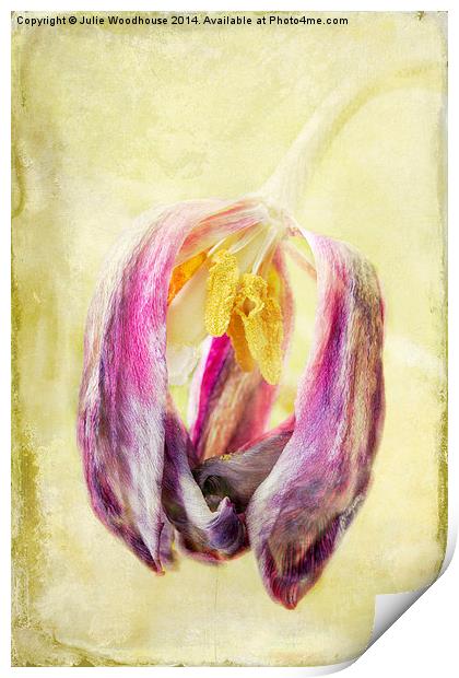 Faded Tulip Print by Julie Woodhouse