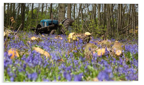 Bluebell the Tractor Acrylic by Nigel Jones