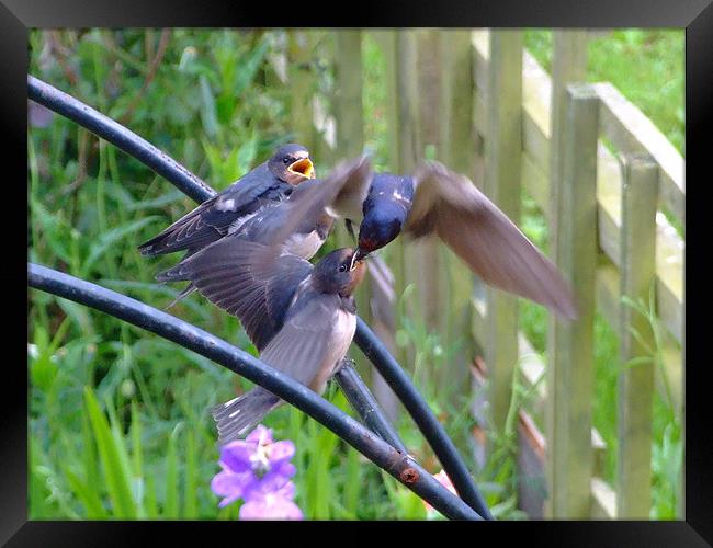 Swallows Feeding Framed Print by Christopher Humphrey