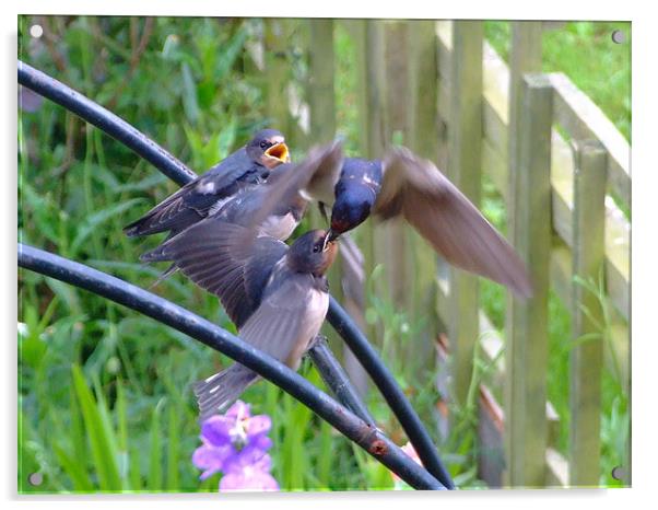 Swallows Feeding Acrylic by Christopher Humphrey