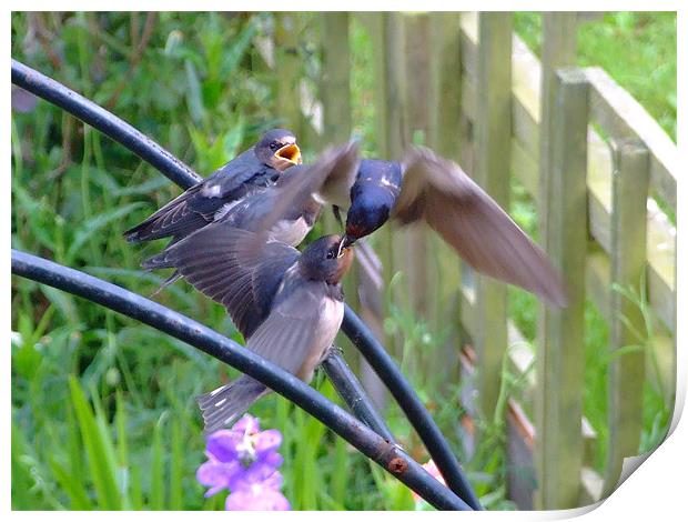 Swallows Feeding Print by Christopher Humphrey