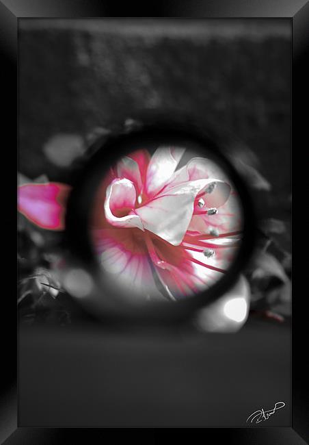 A view to a Fuchsia Framed Print by Rob Toombs