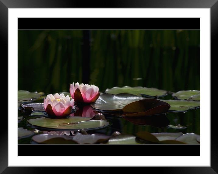Water lily Framed Mounted Print by Klara Memisevic