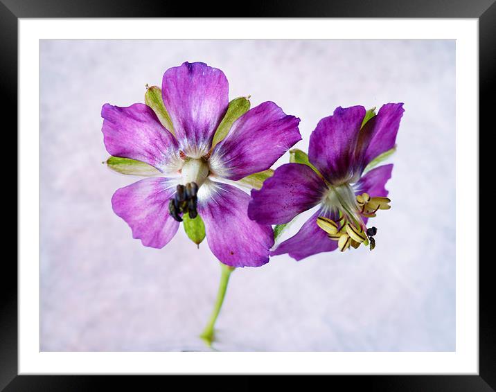 Cranesbill Framed Mounted Print by Sandra Pledger