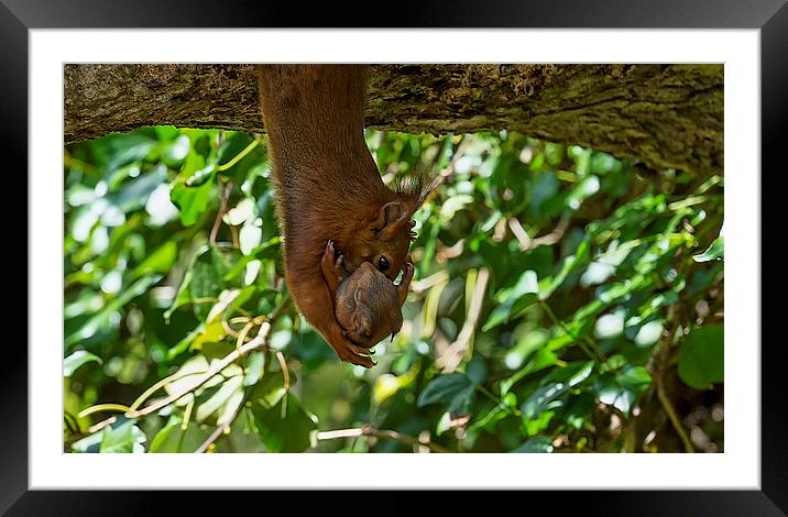 Red Squirrel and Baby Framed Mounted Print by Roger Byng