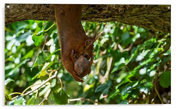 Red Squirrel and Baby Acrylic by Roger Byng