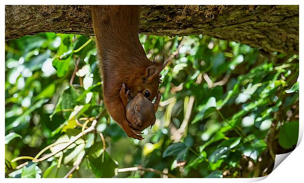 Red Squirrel and Baby Print by Roger Byng