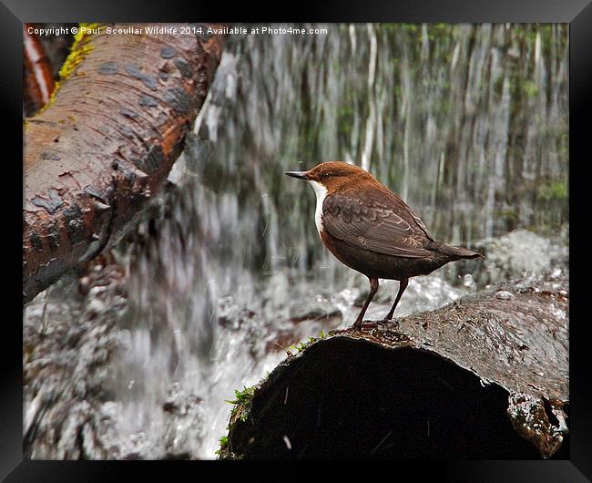 Dipper Framed Print by Paul Scoullar