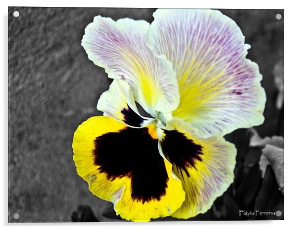 Flower of love Acrylic by Flavia Ferreira