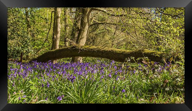 Bluebells in Ambarrow Woods, Sandhurst Framed Print by colin chalkley