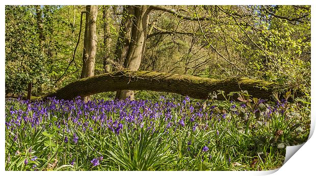 Bluebells in Ambarrow Woods, Sandhurst Print by colin chalkley