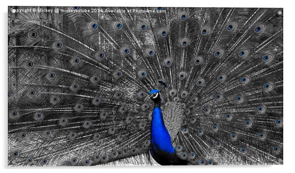 Peacock Acrylic by rawshutterbug 