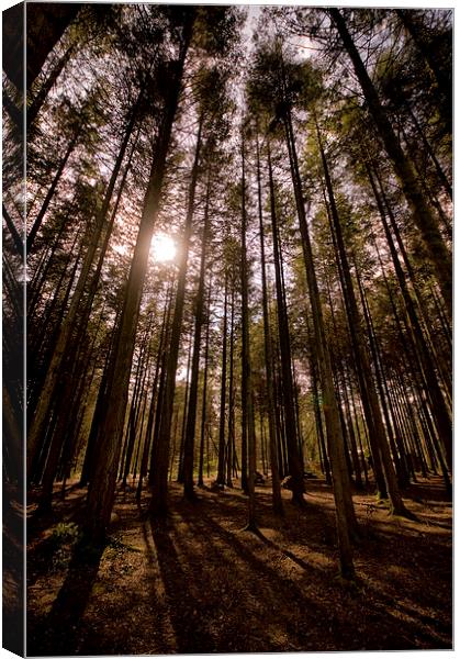 Sunlight through the Trees at Stover Canvas Print by Jay Lethbridge