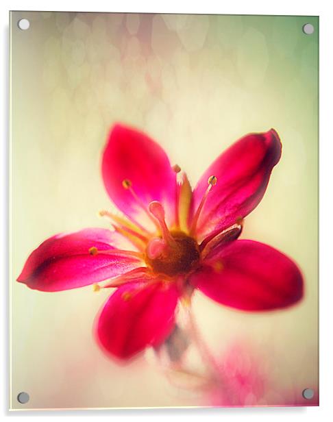 Pink Saxifraga Delight. Acrylic by Rosanna Zavanaiu