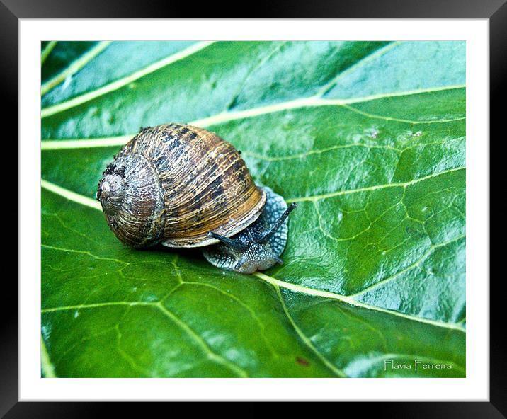 A snail Framed Mounted Print by Flavia Ferreira