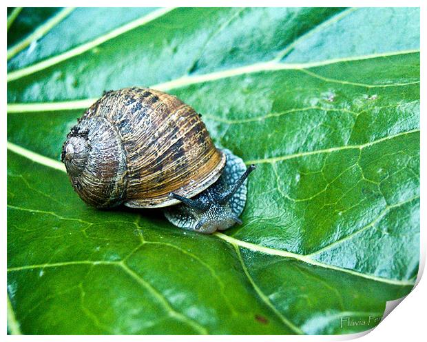 A snail Print by Flavia Ferreira
