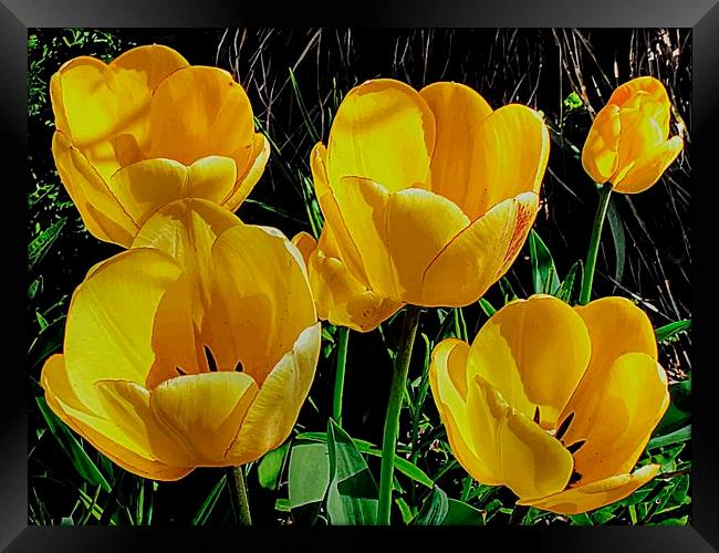 FIVE YELLOW TULIPS Framed Print by len milner