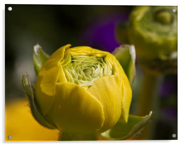 Tight yellow Ranunculus flower Acrylic by Steve Hughes