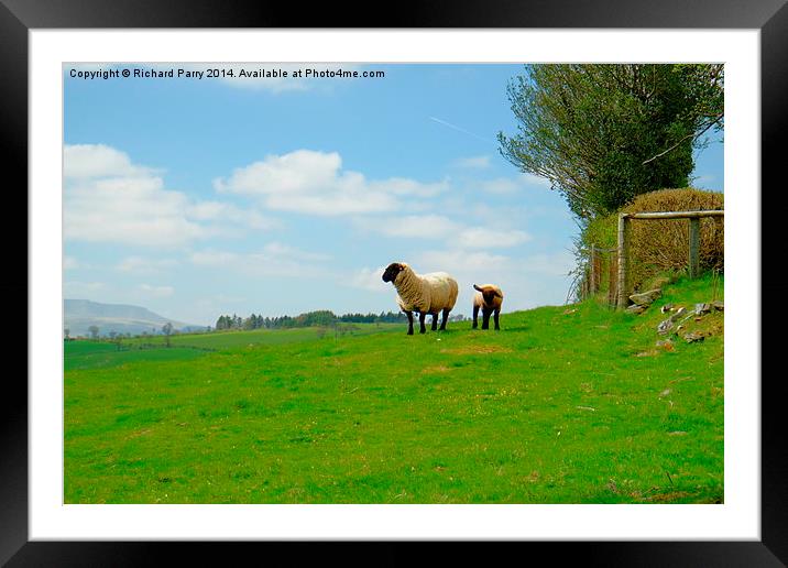 Brecon Beacons Sheep and Lamb Framed Mounted Print by Richard Parry